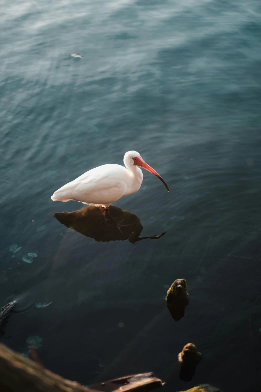 white bird with red beak and long legs sitting on rock in water