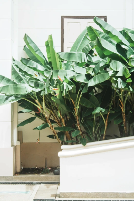 a bunch of large green plants outside of a building