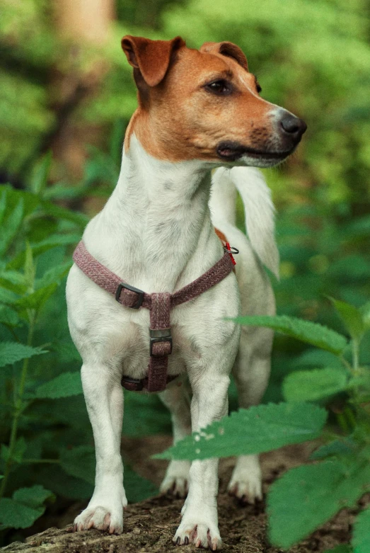 the dog is standing in a bush with green plants behind him