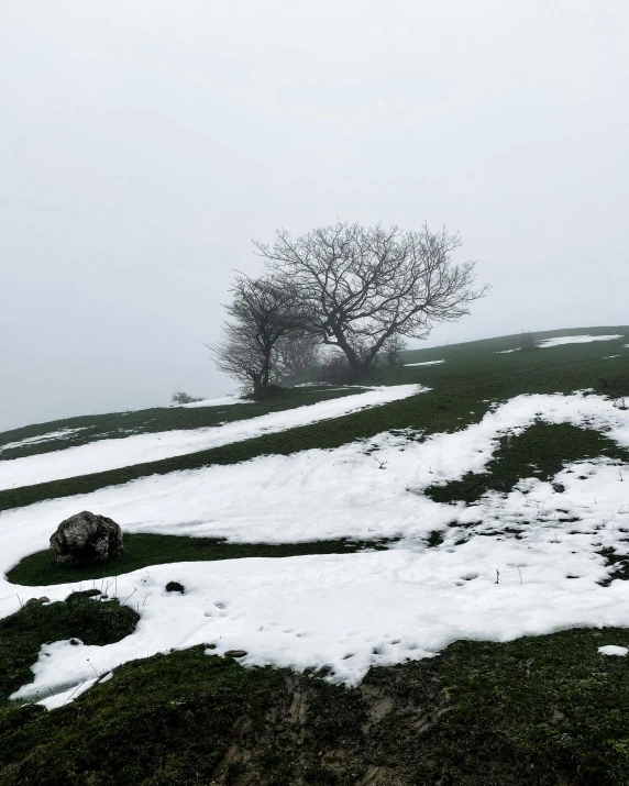 a lone tree is pictured from the ground covered with snow