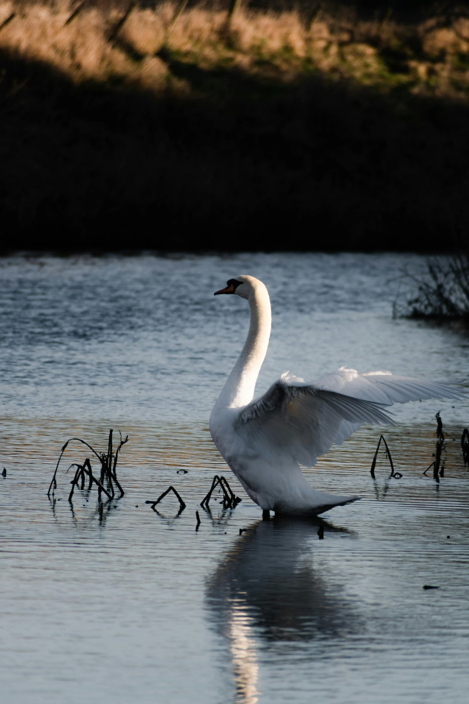 a white swan walking along side the water