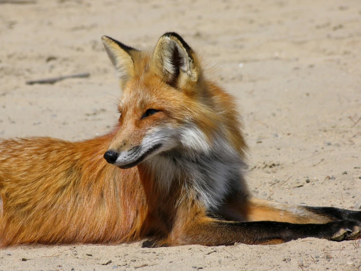 a close up of a fox laying in the sand