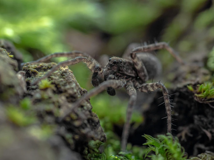 a close - up of the side and legs of a jumping spider