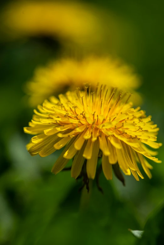 close up view of a yellow dandelion flower