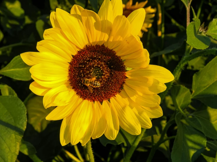 a bee on a sunflower next to some green leaves