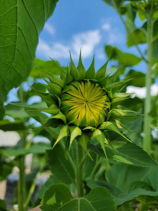 the green flower is opening in the middle of the field