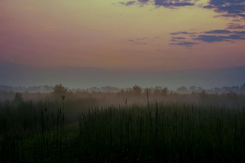 trees in distance near grassy field on cloudy day