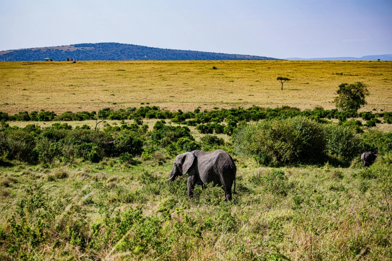 a gray elephant standing in the middle of a grassy field