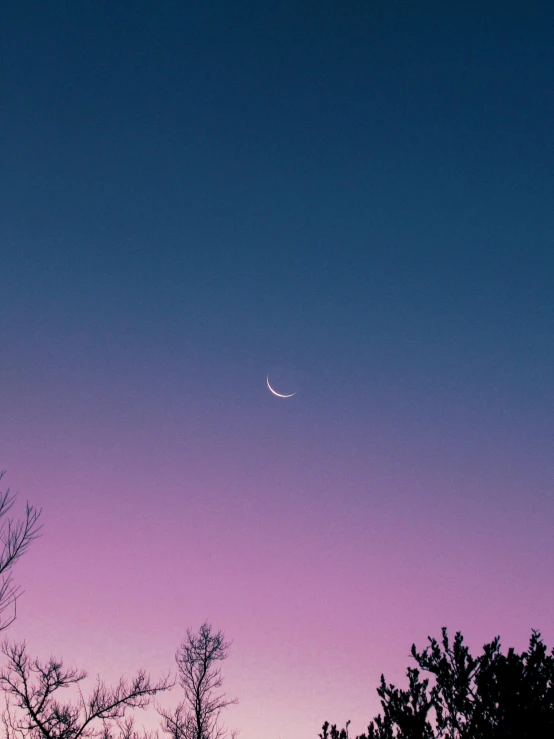 the purple sky and plane is reflected in the tree silhouette