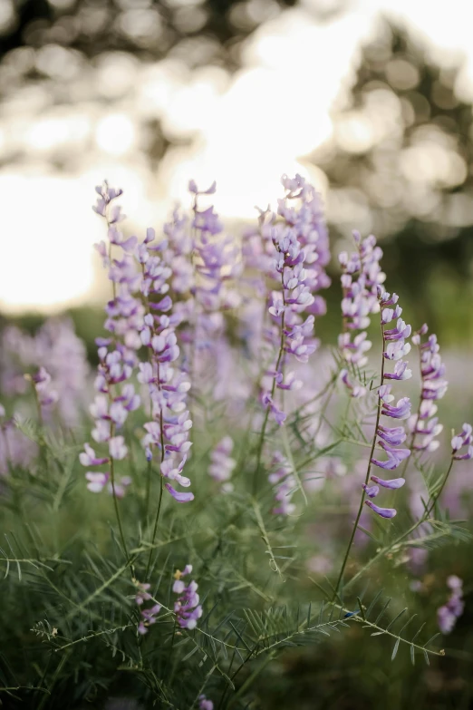 purple flowers in a field, with trees in the background