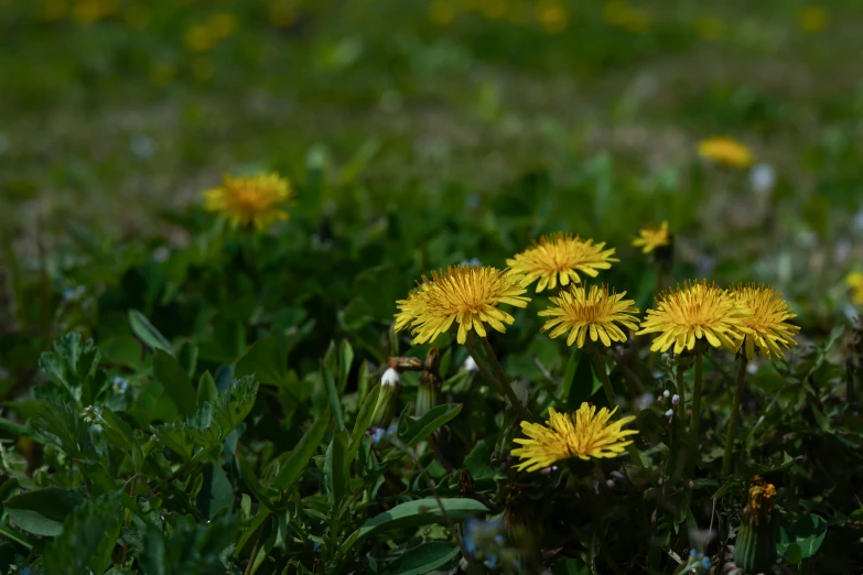 the yellow flowers grow tall in the grass