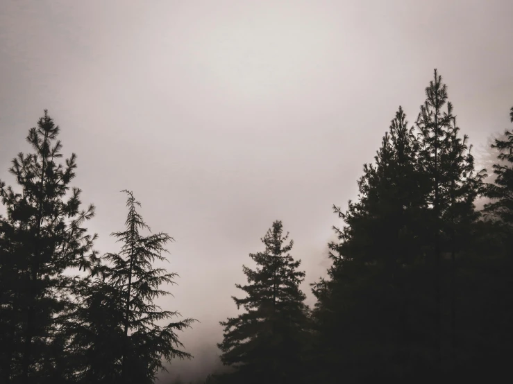 black and white po of trees with fog in background