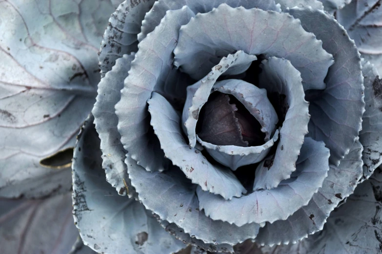 a large white flower with lots of leaves