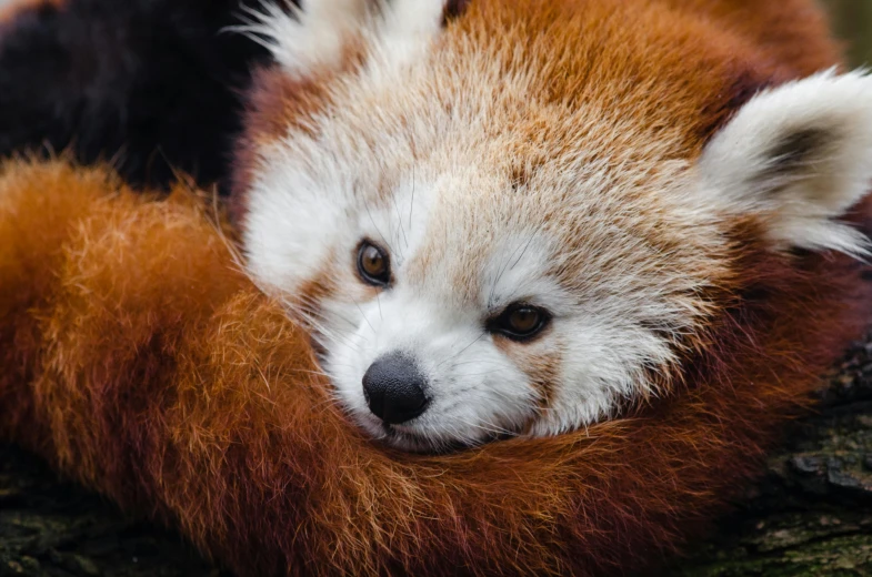 an animal that is laying down on some wood