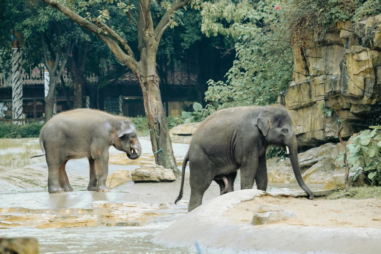 two elephants in water at a zoo with rocks and trees