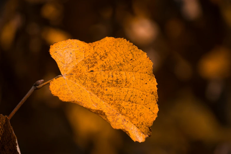 a yellow leaf that is standing out in the sun