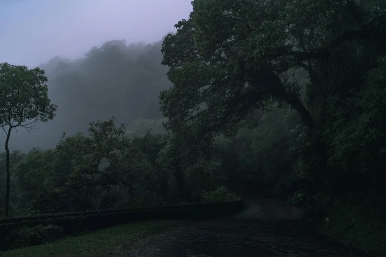 the trees along a path in a forest on a foggy day