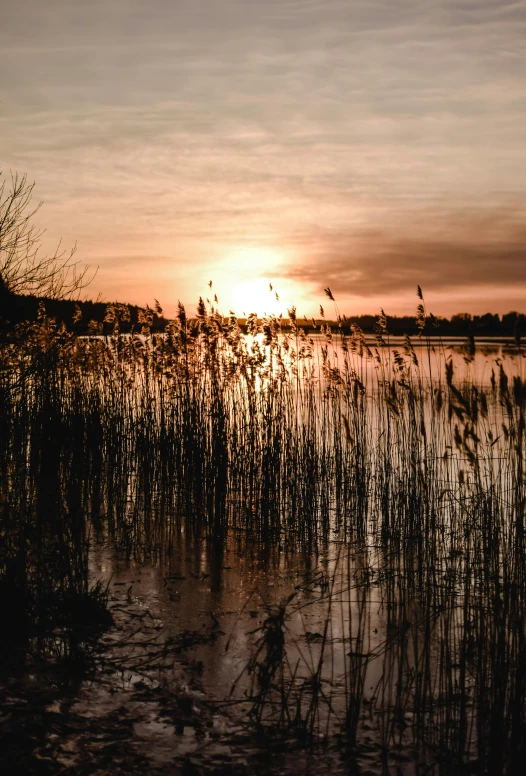 a sun setting over some water with tall grass