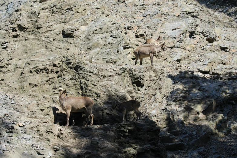 two goats stand on the rocks in the sun