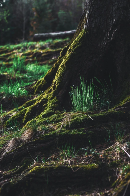 green moss covered trees with light coming through them