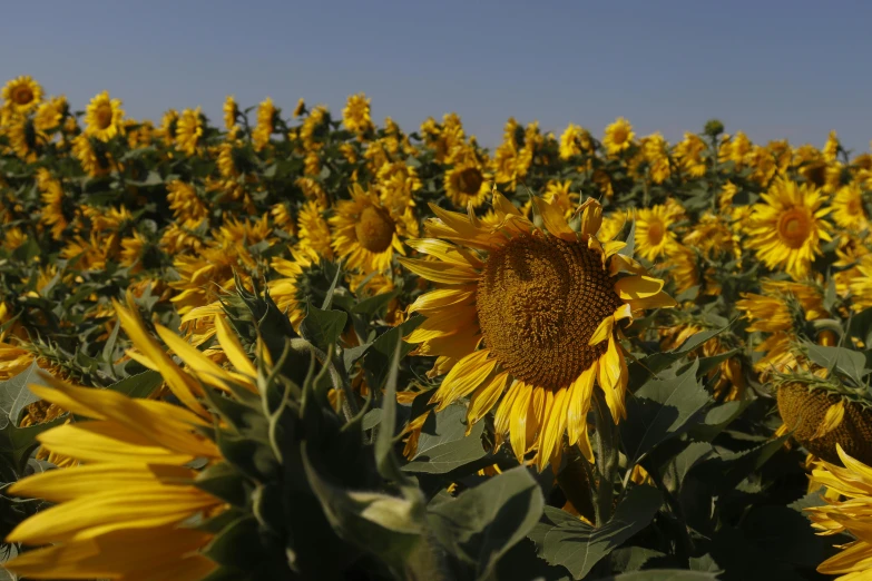 a sunflower field in the daytime sun