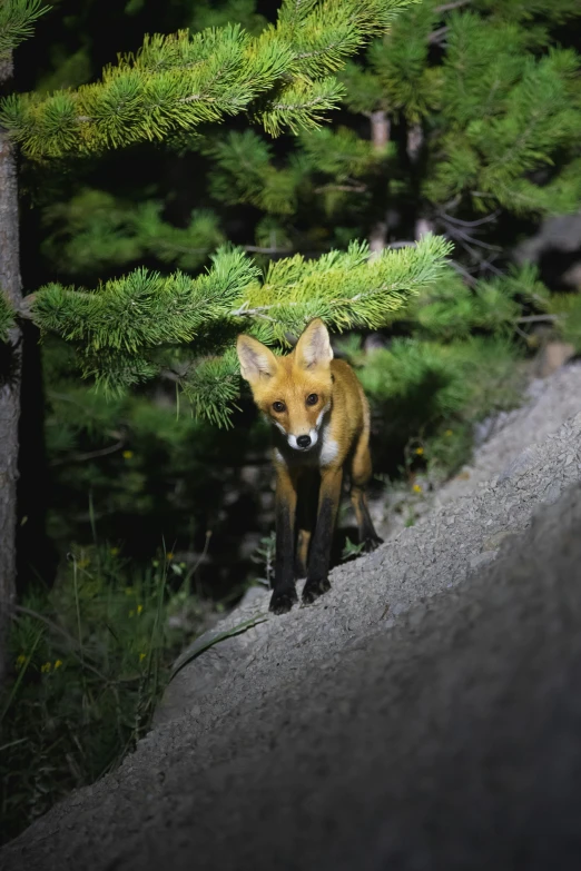 the small fox is looking out over the tree