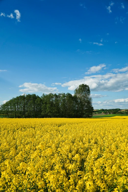a field full of bright yellow flowers with trees in the background