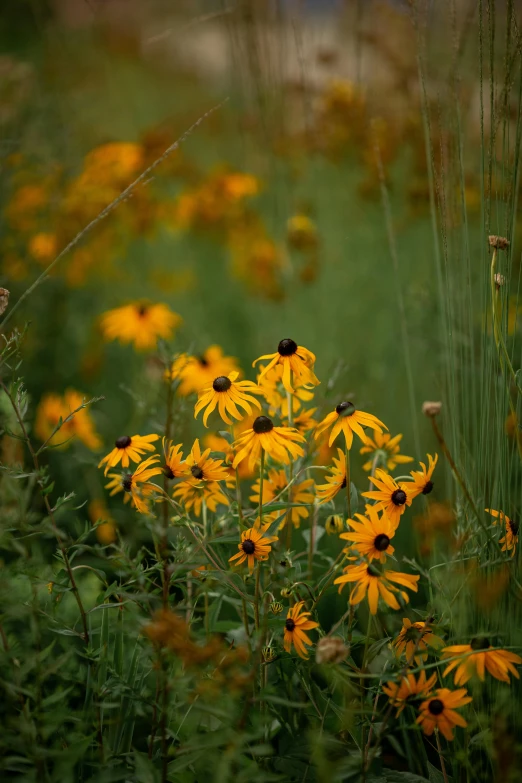 the field has yellow flowers on it