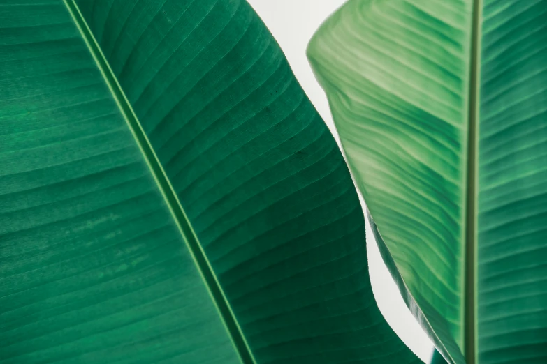 a close up view of a green plant leaf