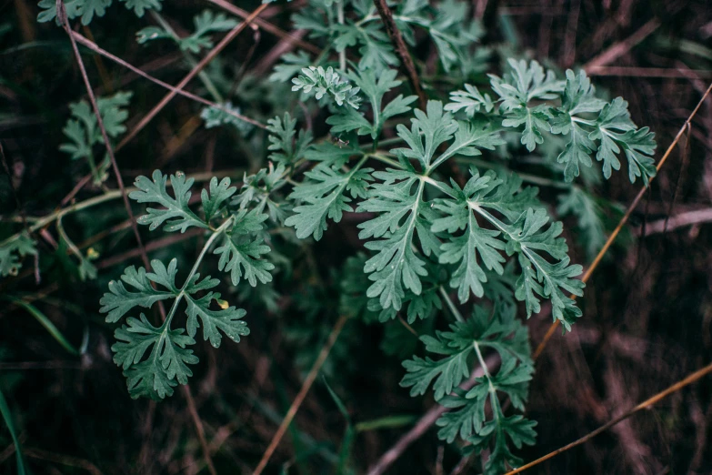 a view of some green leaves in the woods