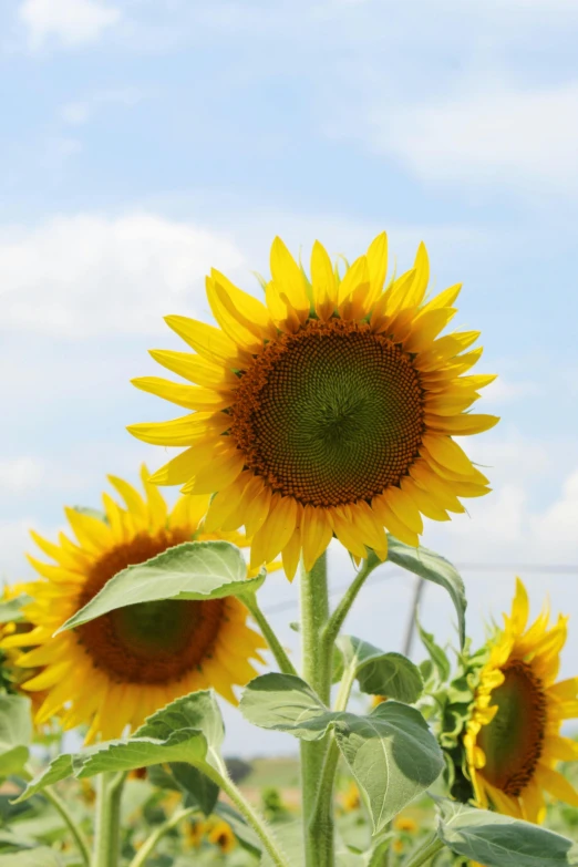 large sunflowers blooming out on the field with a sky background