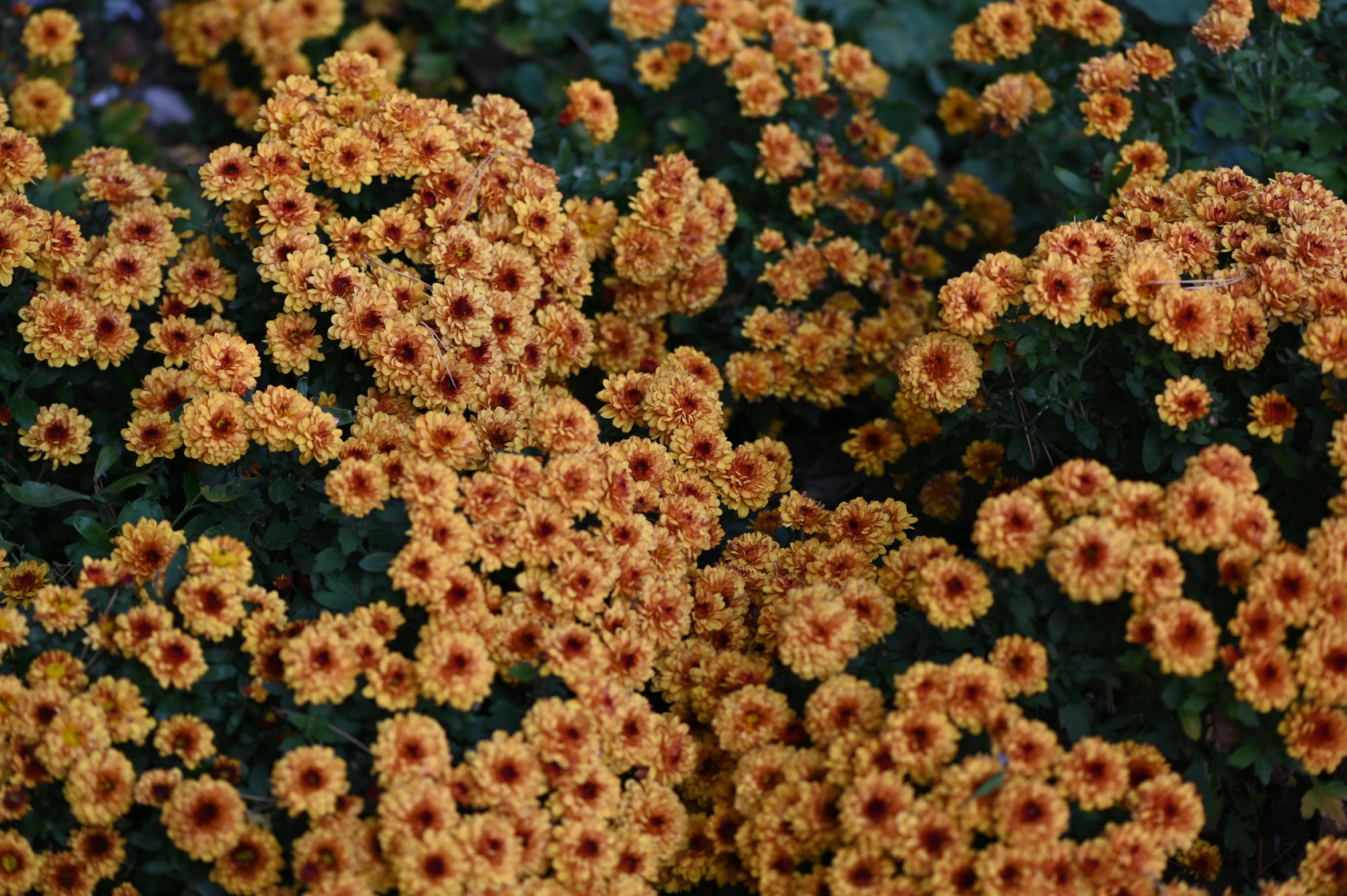 a group of plants that are yellow and red