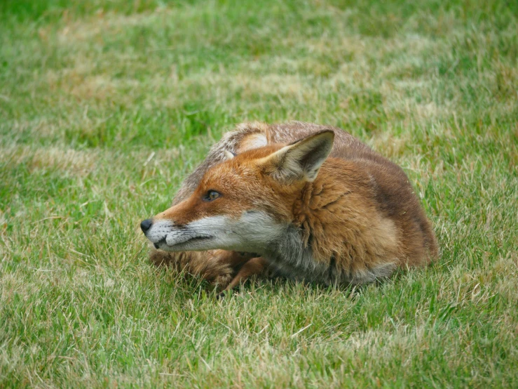 an adult red fox sleeping in the grass