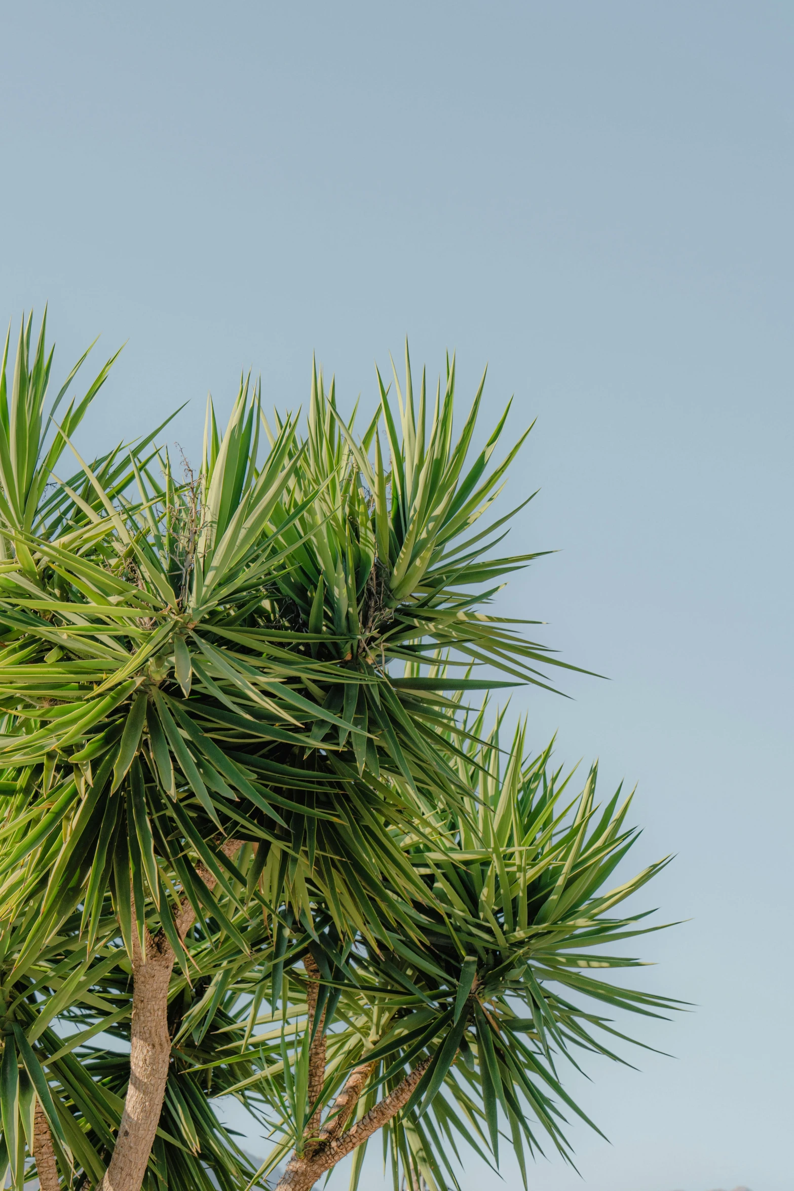 a white jet in the sky above a palm tree