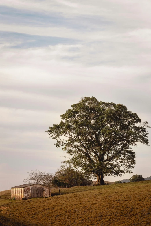 a lonely, lone tree stands on top of a hilly hill