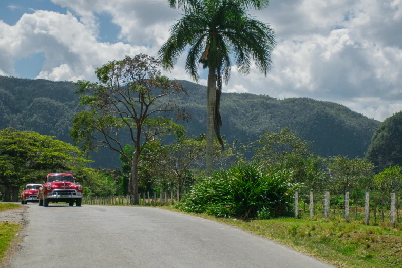 a truck is on the road behind a palm tree