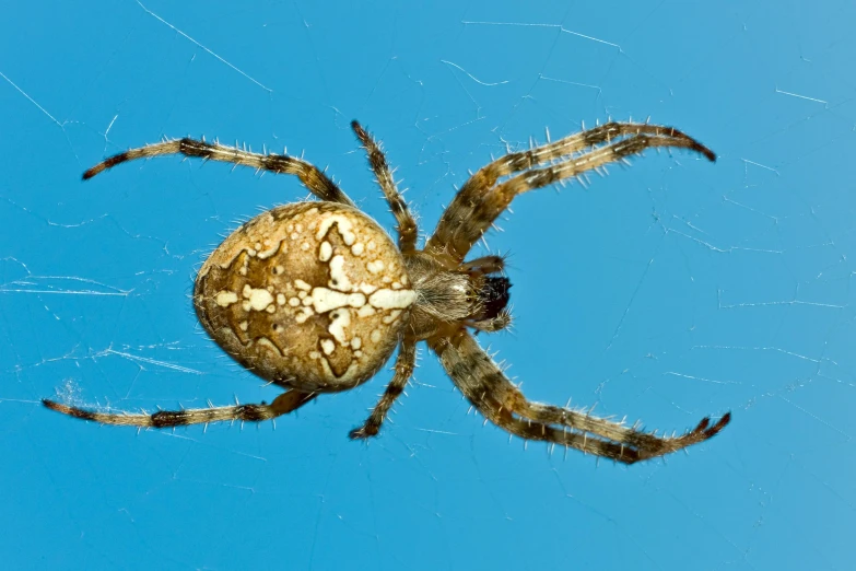 a close - up of a golden silk spider against a blue sky