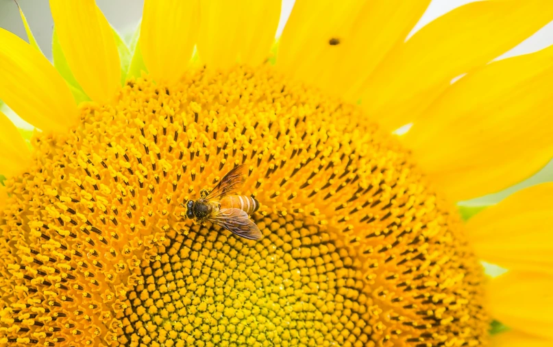 a bee on a sunflower getting ready to get pollted