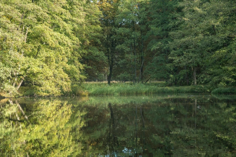 a river with trees surrounding it in the day