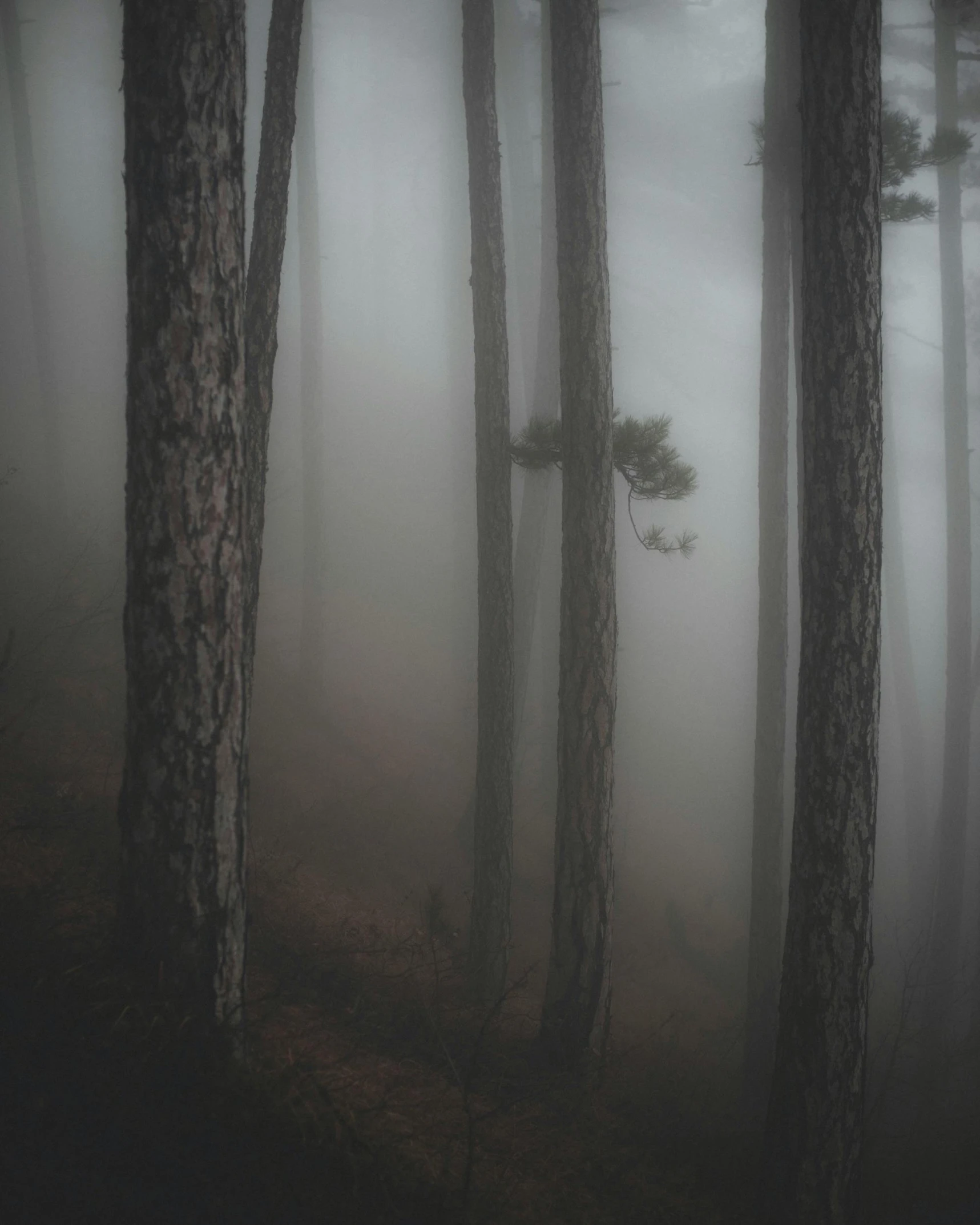 some trees and grass in the fog on a rainy day