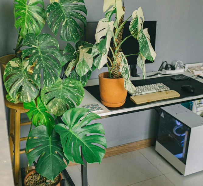 a table that has some plants on it