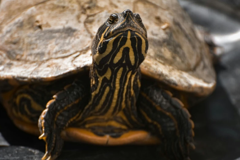 a small brown and black turtle sitting on the ground