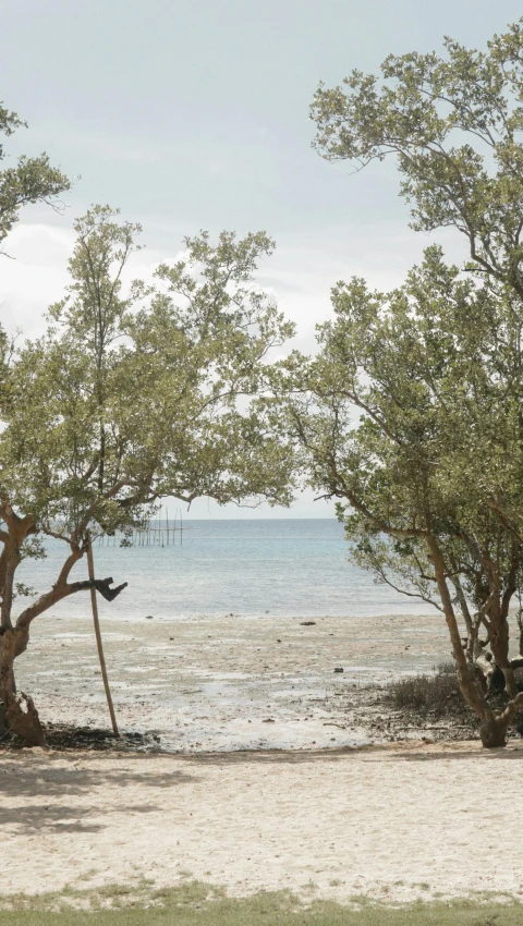 an elephant sitting under a tree by the water