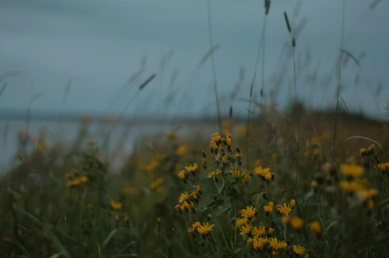 some yellow flowers are in some tall grass