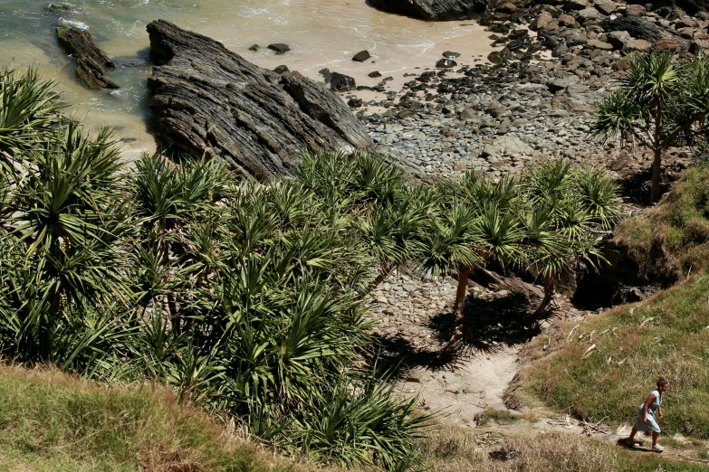 a person walking down a dirt path next to a lake