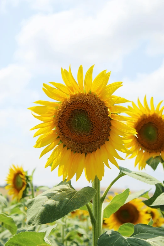 sunflowers in a field of crops under a cloudy sky