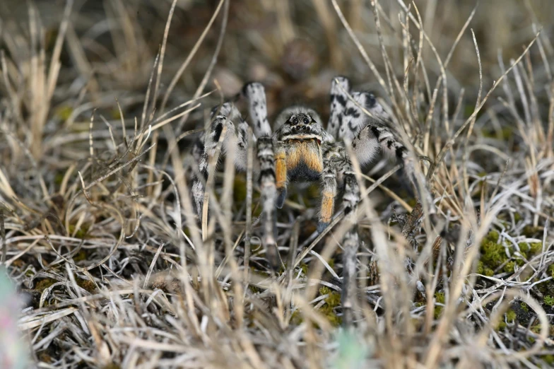 the spider is crawling through the grasses