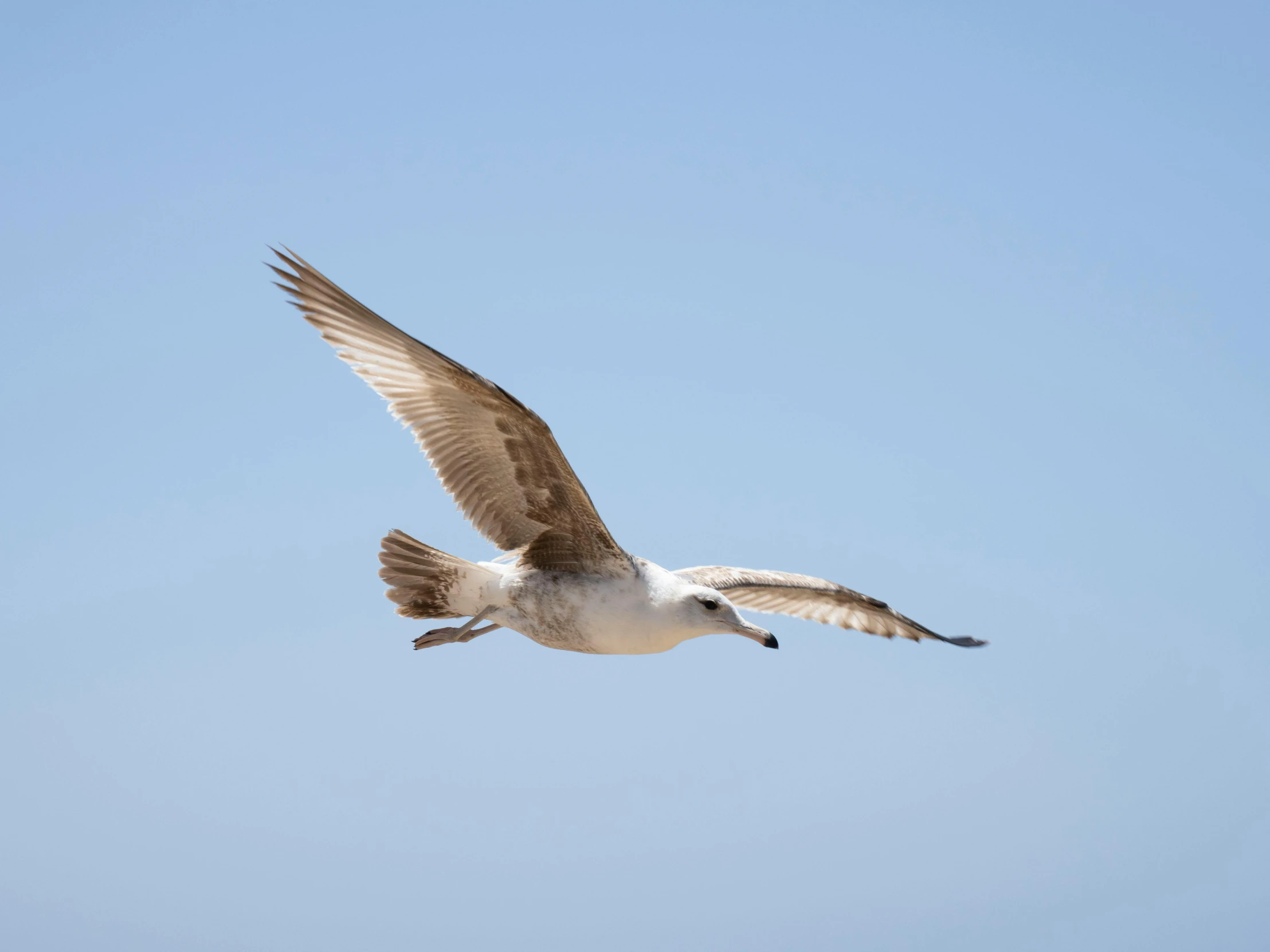 a seagull flying high in the air with a clear sky