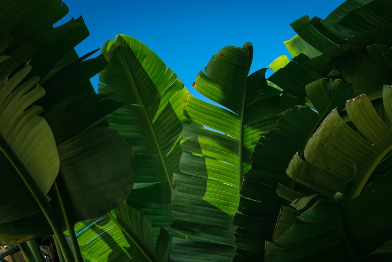 a tree of green leaves in the sunlight