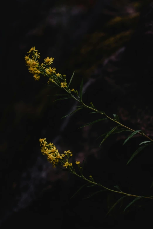 the small yellow flowers are being lit by the dark light